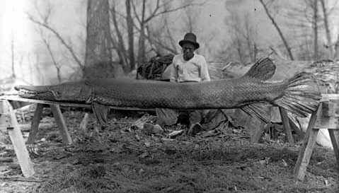 ปลาจระเข้  (alligator gar)