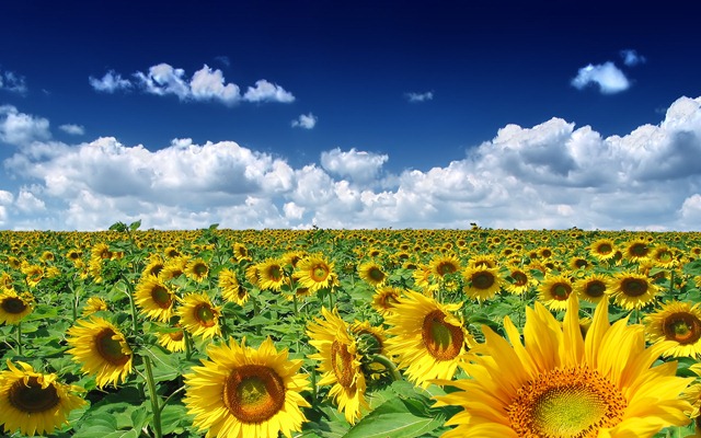 [summer_sunflowers_1920[5].jpg]