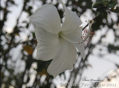 bunga raya putih