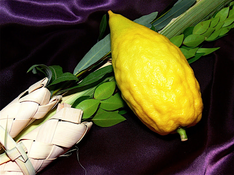 etrog and lulav symbols of Sukkot