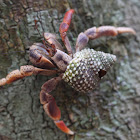 hermit crab