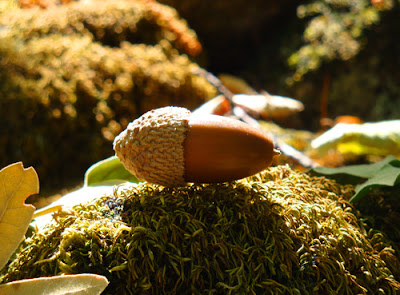 bellota-2010-10-9-12-40.jpg