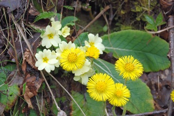 72-Primula e Farfara 72-Primula e Farfara