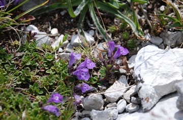 86-Acinos alpinum 86-Acinos alpinum