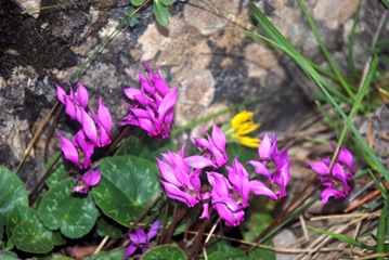 26-Ciclamini 26-Ciclamini