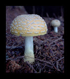 macromushroompanmure.jpg