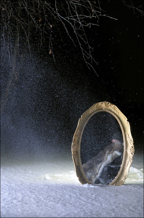 Winternight Reflection Winternight Reflection
