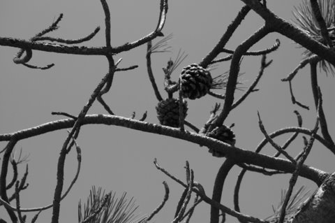 [Ansel pine cones[3].jpg]