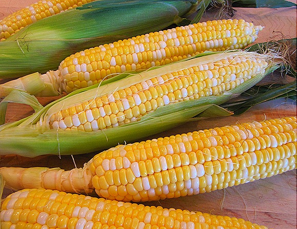 Fresh Picked Sweet Corn