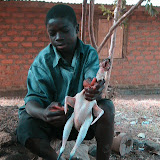  &ndash; Young man plucking a chicken for the family dinner. (James Mansaray, photographer)