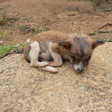  &ndash; sick little puppy, Kabala (picture taken by V. Hicks)