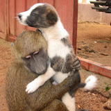  &ndash; No matter how different you are from each other; everything has to help each other out in Sierra Leone. copyright NHA photograph JBM 2007