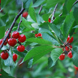  &ndash; Fruit on the property...(C) Grace Church 2008