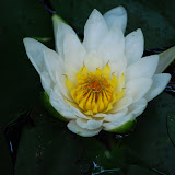  &ndash; Pond flowering...(C) Grace Church 2008