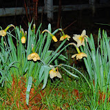  &ndash; Springtime 2008..(C) Grace Church 2008