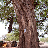 Every tree has to have a poster
