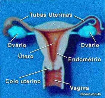 Menstruação