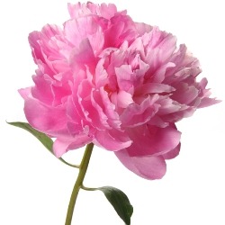 [light_pink_peonies_flower_250[3].jpg]