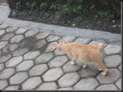 DSCF3537