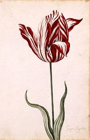 [180px-Semper_Augustus_Tulip_17th_century[2].jpg]