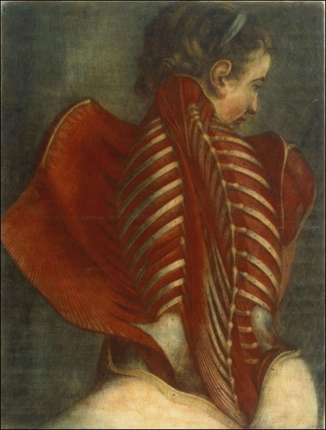 Jacques Gautier d'Agoty, L'ange anatomique 1746