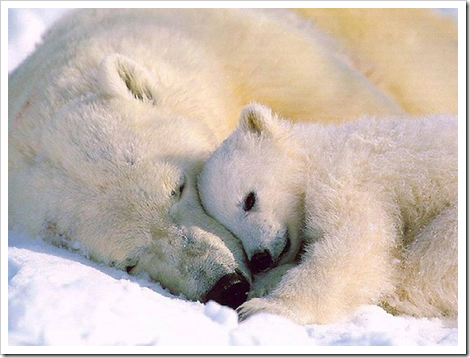 polar bear polar bear