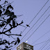 crows.