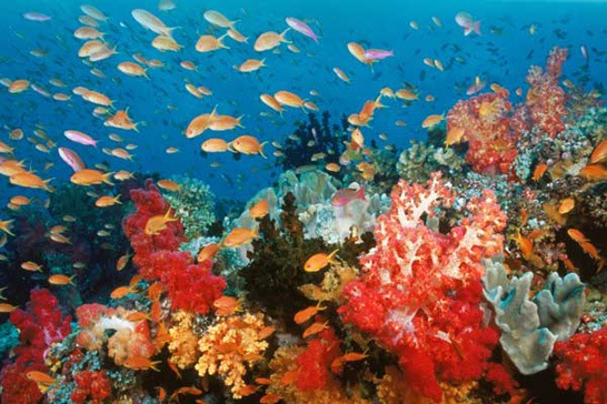 [ocean-world-3D-corales-peces[6].jpg]