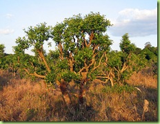 Yerba_Mate-tree