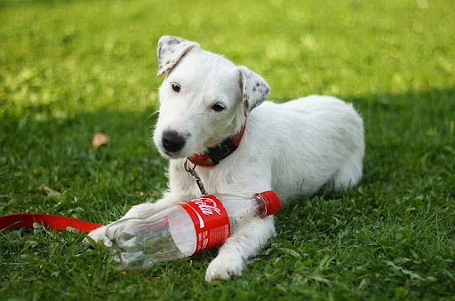 IMAGE: http://lh4.ggpht.com/_2SQeqCpAcCU/S9M5FoXuVkI/AAAAAAAAAw8/P34-QgWPiuE/cocacolaais.jpg