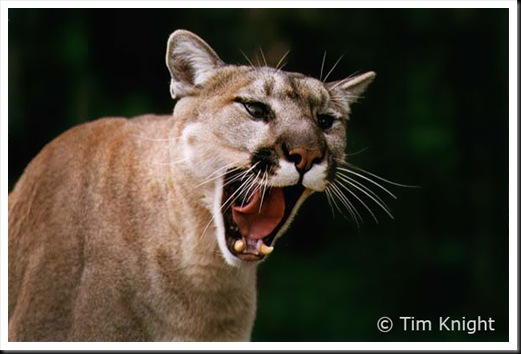 cougar_01tfk