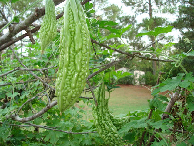 Khu vườn của Na DSC01606