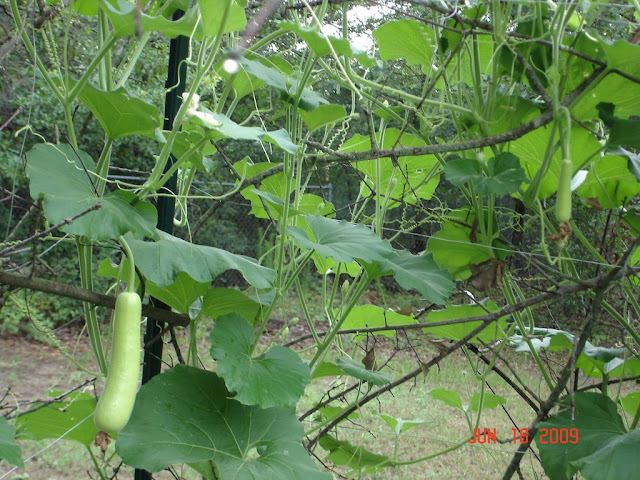 Khu vườn của Na DSC02215