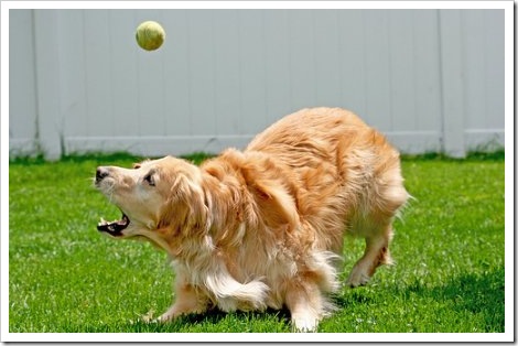 Dog with tennis ball fails to catch it.
