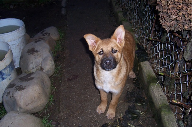 [cachorros Kelly 021[4].jpg]
