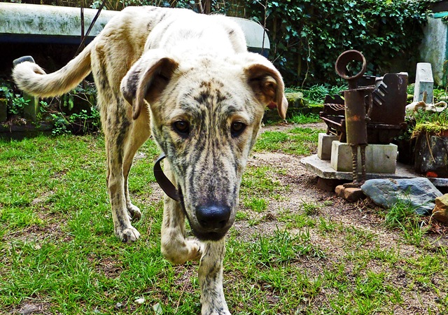 [telmo im garten1[4].jpg]