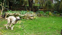 telmo im garten5
