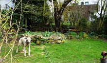 telmo im garten