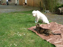 Nova_im_Garten