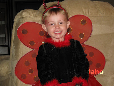 ladybug