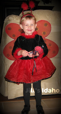 ladybug