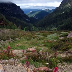 Alpine Meadow