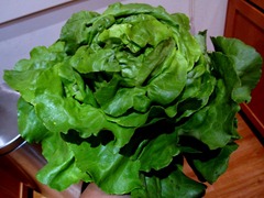 huge green leaf lettuce
