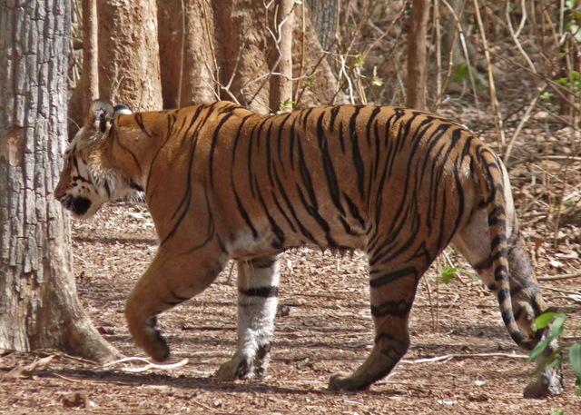 [P1030709 copy[4].jpg]