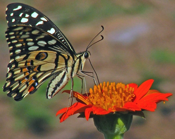 [Pench (330) copy[4].jpg]