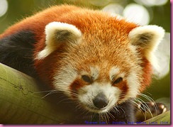 RedPanda