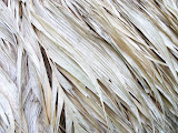caribeans 028.jpg