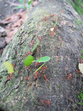 IMG_1154.JPG