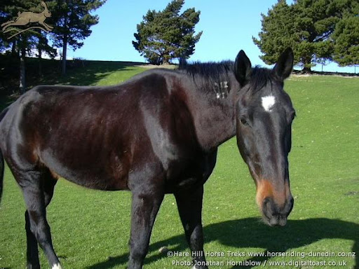 Storm
( Wonderful lead horse )
