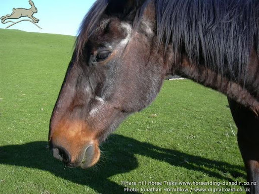 Rosie has been a faithful friend for so many years
( starting to show signs of grey but she was born in 1978)